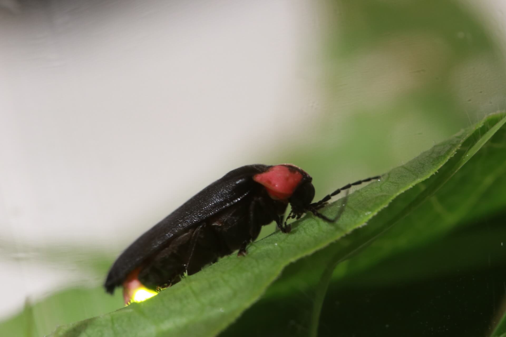 ほたる鑑賞を伊豆で楽しもう 勝手に鑑賞地べスト3 梅雨時の伊豆も楽しめる ｓｕ Chiyans Blog